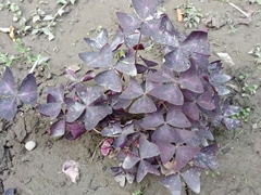 Oxalis triangularis
