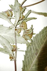 Bidens comosa