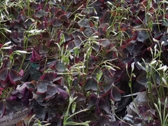 Oxalis triangularis