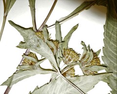Bidens comosa