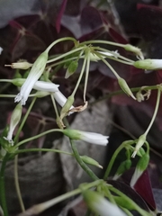 Oxalis triangularis
