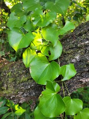 Dioscorea cotinifolia