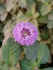 Centratherum punctatum