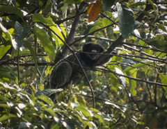Callithrix penicillata