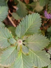 Centratherum punctatum