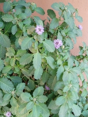 Centratherum punctatum