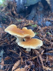 Leucopaxillus