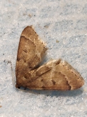 Theria rupicapraria
