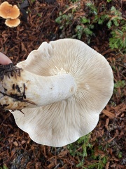 Leucopaxillus