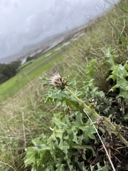 Cirsium fontinale obispoense