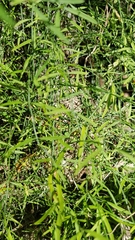 Orthosia scoparia