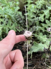 Cirsium fontinale obispoense