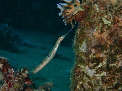 Corythoichthys schultzi