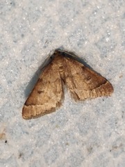 Theria rupicapraria