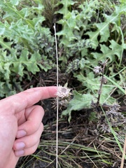 Cirsium fontinale obispoense