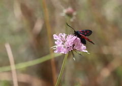 Zygaena