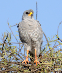 Melierax poliopterus