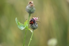 Stictoleptura cordigera
