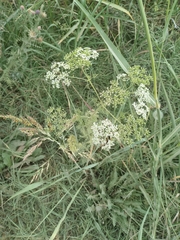 Conium maculatum