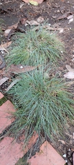 Festuca glauca