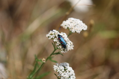Zygaena