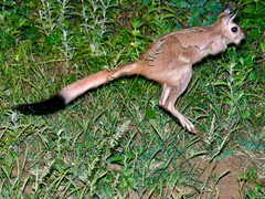 Pedetes capensis