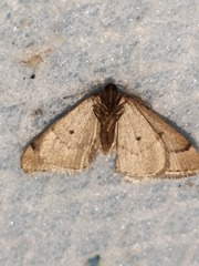 Theria rupicapraria