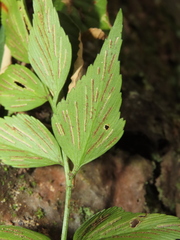 Asplenium falcatum