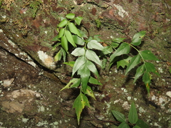 Asplenium falcatum