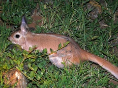 Pedetes capensis