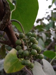 Tinospora cordifolia