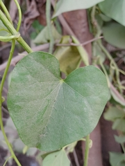 Tinospora cordifolia