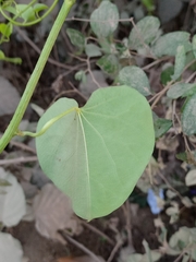 Tinospora cordifolia