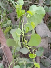 Tinospora cordifolia