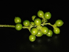 Tinospora cordifolia