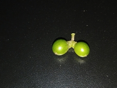 Tinospora cordifolia