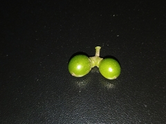 Tinospora cordifolia