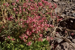 Viviania marifolia