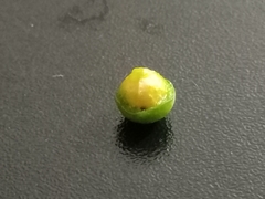 Tinospora cordifolia