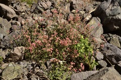 Viviania marifolia