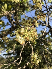 Curatella