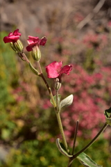 Viviania marifolia