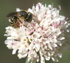 Halictus