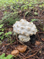 Amanita magniverrucata
