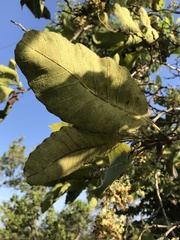 Curatella