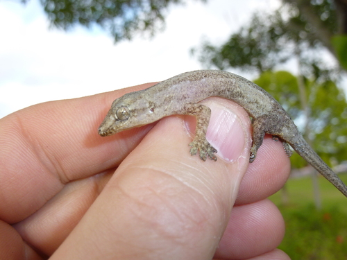 Hemidactylus frenatus observed 2013-01-01
