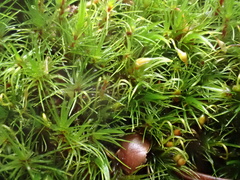 Campylopus flexuosus