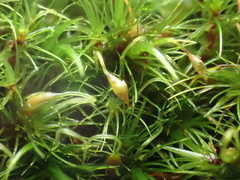 Campylopus flexuosus