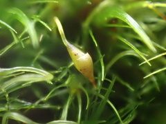 Campylopus flexuosus