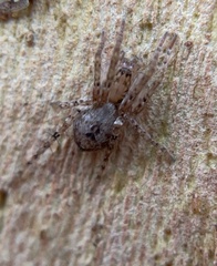 Anyphaena